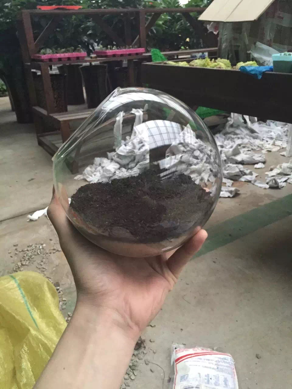 怎么开多肉植物店,多肉植物实体店开店流程