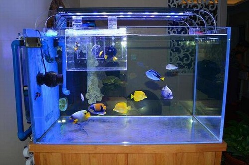 二手鱼缸清洗消毒,鱼缸用高锰酸钾消毒以后怎么清洗