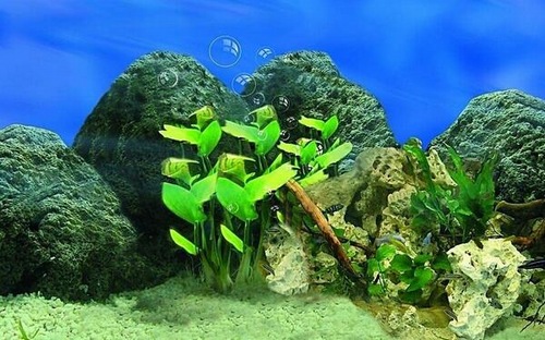 二手鱼缸清洗消毒,鱼缸用高锰酸钾消毒以后怎么清洗