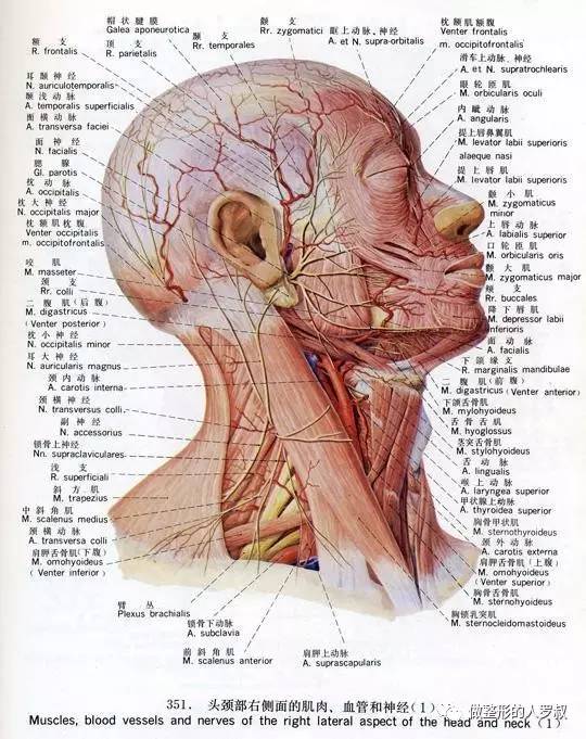 罗叔:10问玻尿酸(建议收藏)