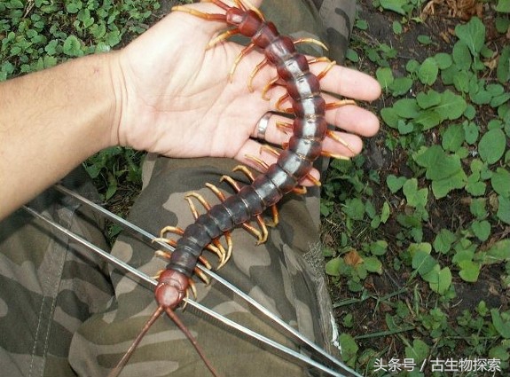 史前蜈蚣的图片加介绍,史前蜈蚣体长可达3米