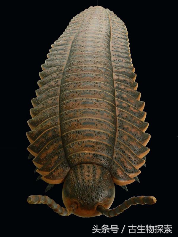 史前蜈蚣的图片加介绍,史前蜈蚣体长可达3米