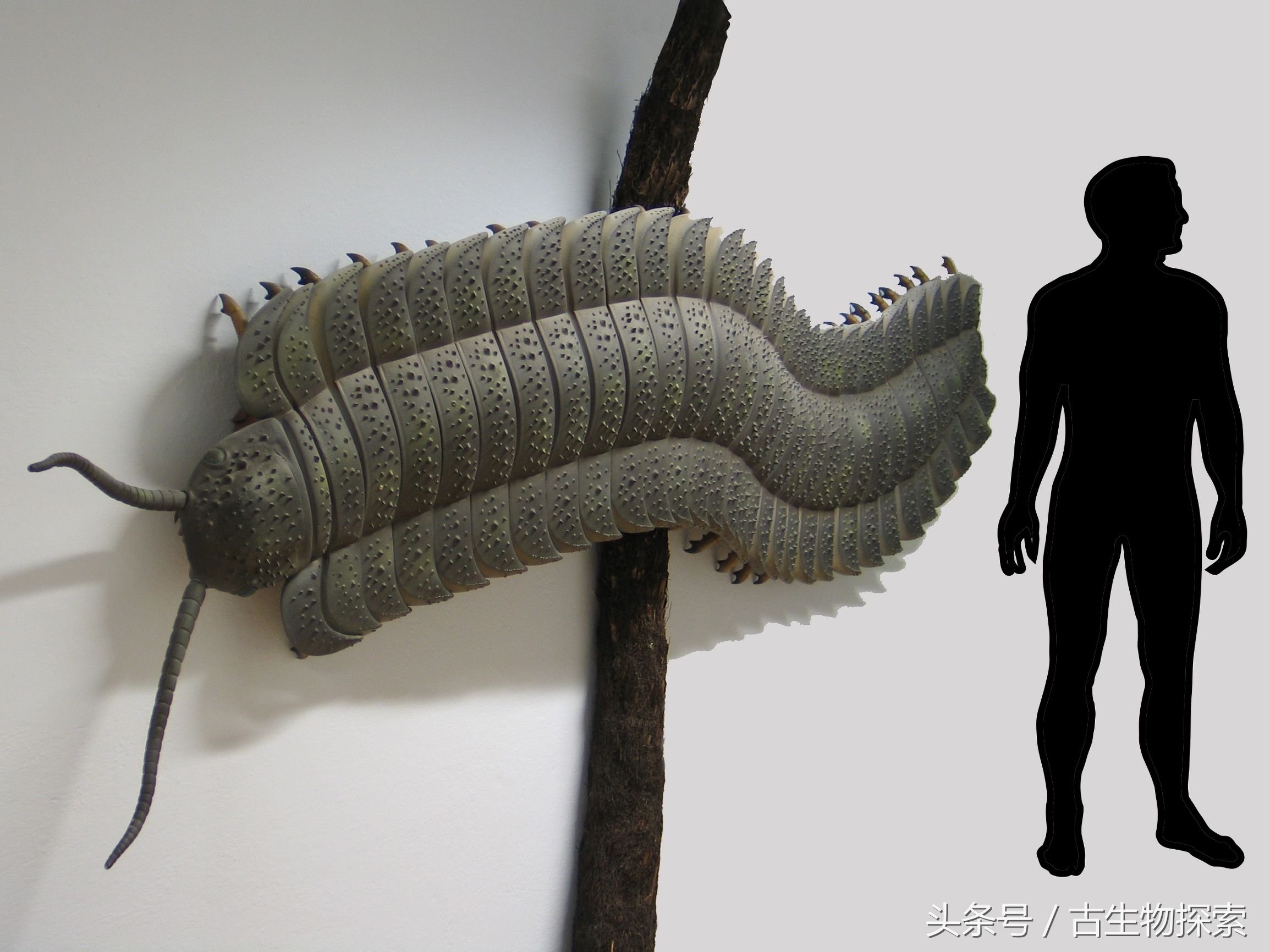 史前蜈蚣的图片加介绍,史前蜈蚣体长可达3米