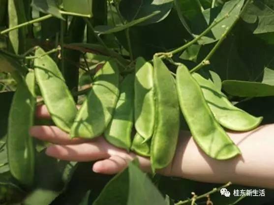 “南方夏都”桂东，平汝高速上的避暑休憩地