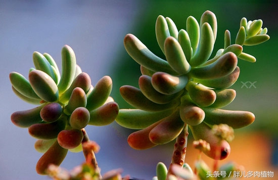 多肉怎么挑选才是正宗的,在网上该如何挑选多肉