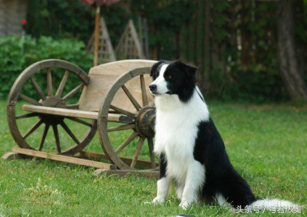 四个月边牧拉稀软便精神很好,不知什么原因边牧经常拉稀屎