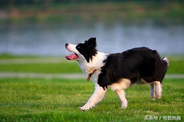 四个月边牧拉稀软便精神很好,不知什么原因边牧经常拉稀屎