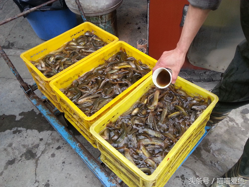 泥鳅价格贵是什么原因,现在泥鳅价格是多少一斤