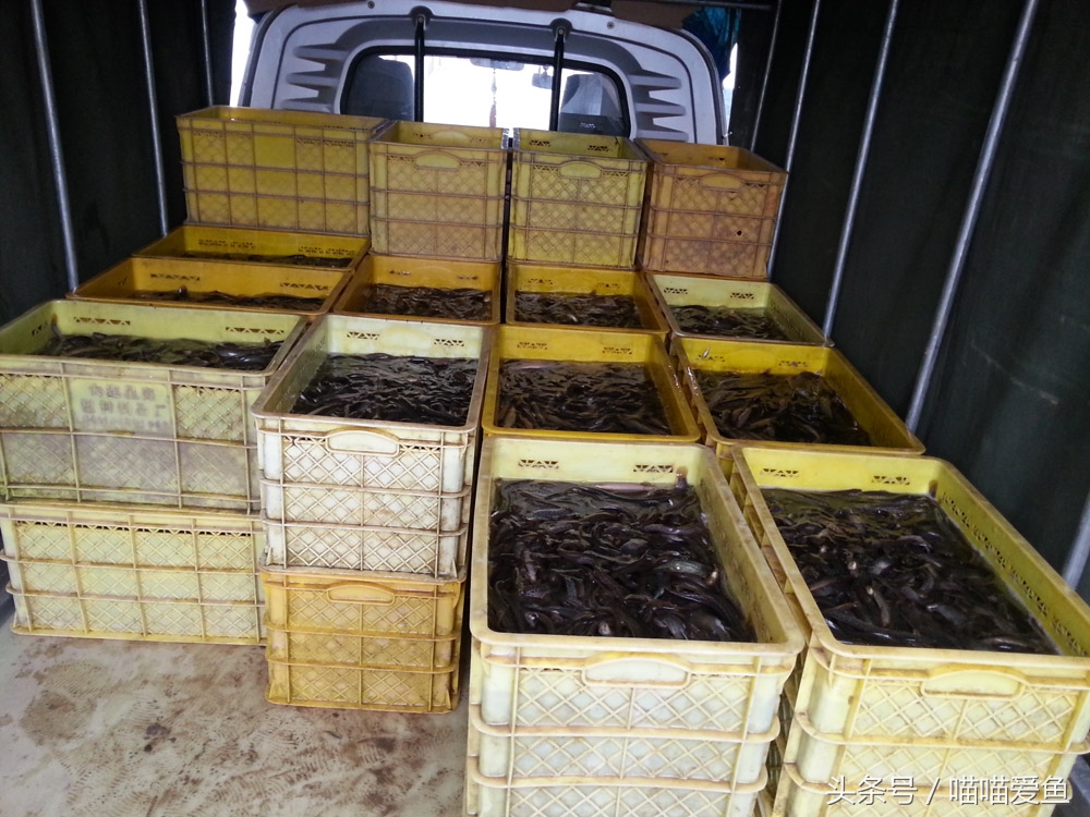 泥鳅价格贵是什么原因,现在泥鳅价格是多少一斤