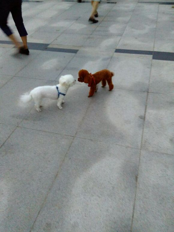 科普狗狗,全面解读狗狗的心理