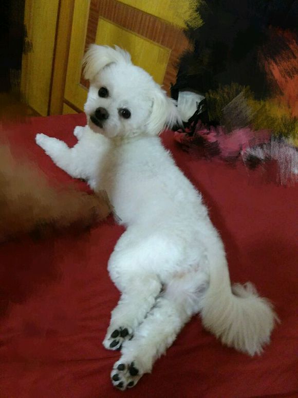 科普狗狗,全面解读狗狗的心理