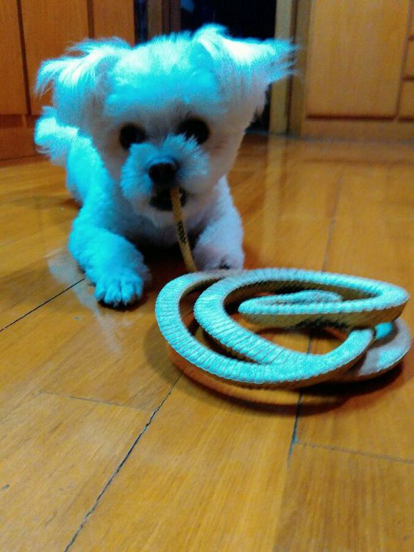 科普狗狗,全面解读狗狗的心理