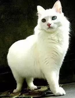 最全的猫的品种你都知道吗,全品种猫