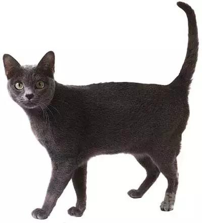 最全的猫的品种你都知道吗,全品种猫