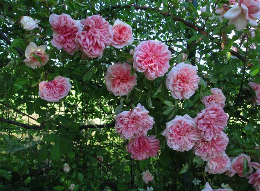 一个古老的品种——波旁藤本月季