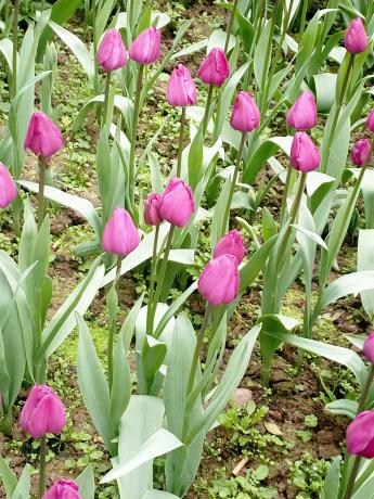 重庆地区郁金香的花期一般有多长,郁金香冬天开花后春天还能再开吗