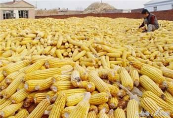 今年的玉米为什么降价,今年玉米价格暴跌原因