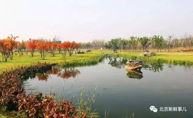 北京植物园踏青赏花,踏青赏花北京