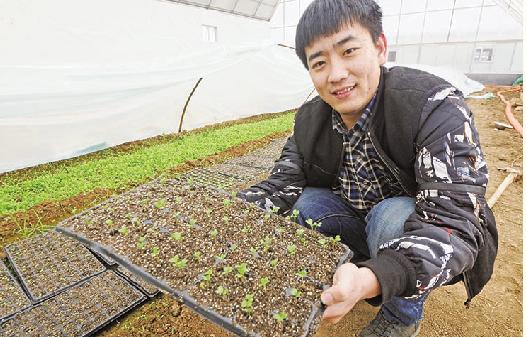 平度洋葱,平度洋葱最新收购价格行情