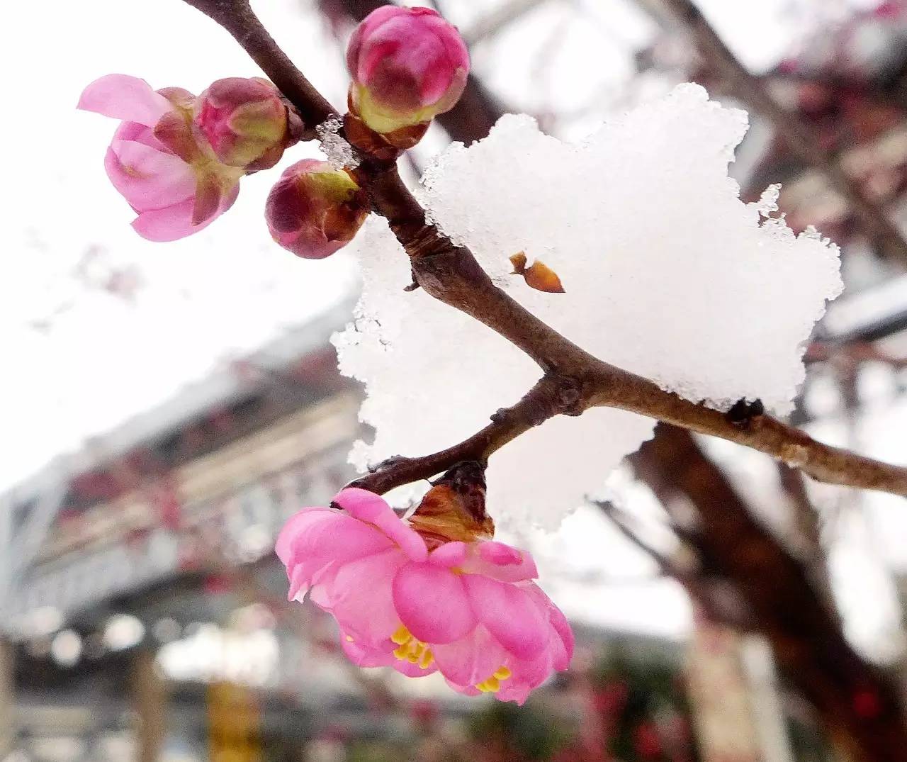 印象渭南:情寄雪梅