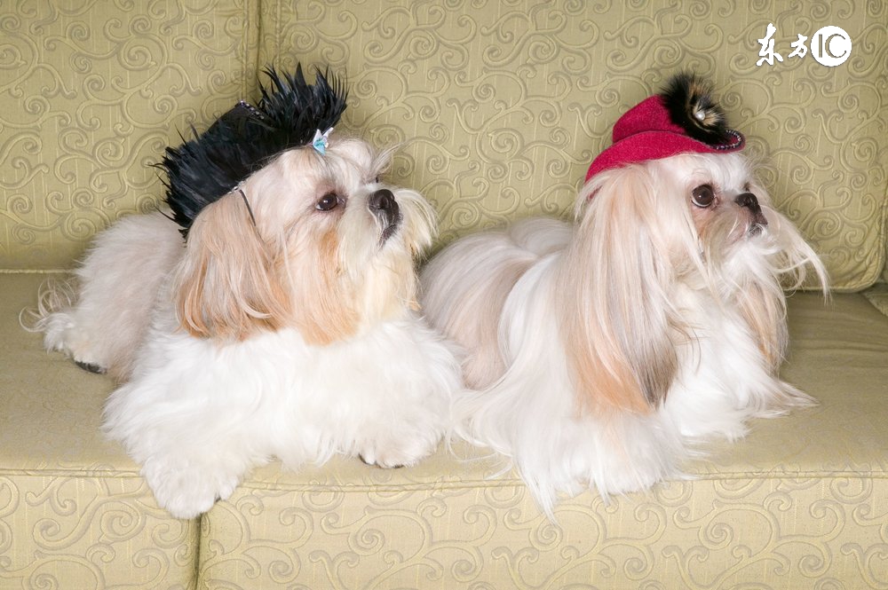 狗拿耗子的真实话,狗拿耗子说明什么