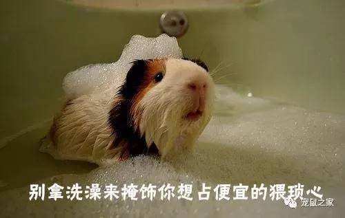 荷兰猪尿钙是什么意思,怎么判断荷兰猪尿钙