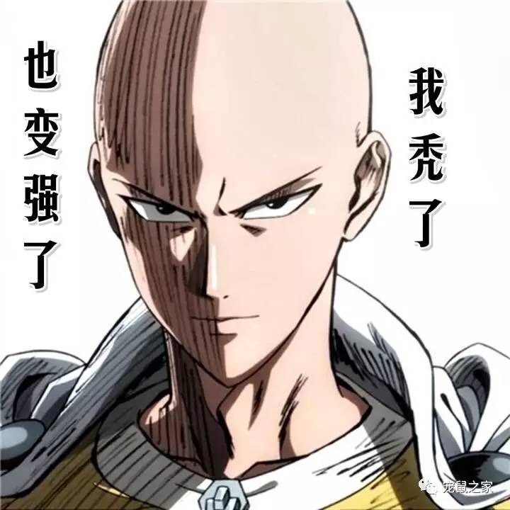 荷兰猪尿钙是什么意思,怎么判断荷兰猪尿钙