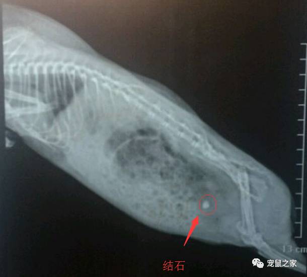 荷兰猪尿钙是什么意思,怎么判断荷兰猪尿钙