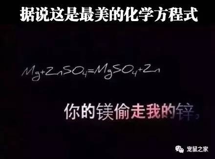 荷兰猪尿钙是什么意思,怎么判断荷兰猪尿钙