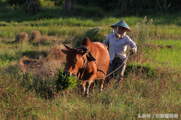 海南的女人好不好,海南省的女人好不好