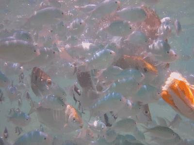 毛里求斯，拿水壶换保时捷的天堂