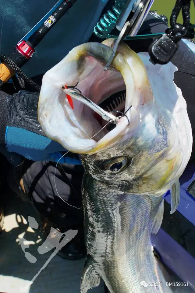 路亚教学口诀,经典路亚新手入门教程