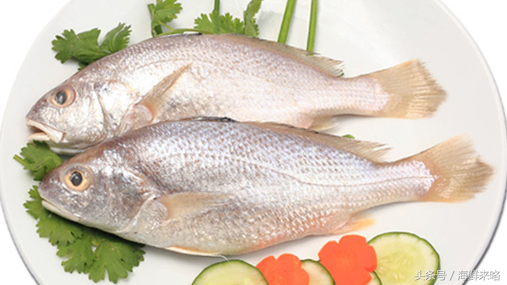 哪种海鱼吃着最简单,哪种海鱼喜欢吃肉