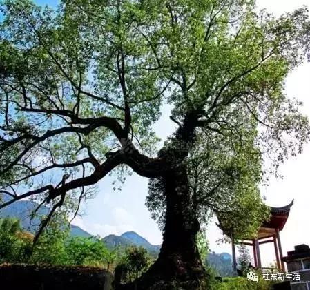 “南方夏都”桂东，平汝高速上的避暑休憩地