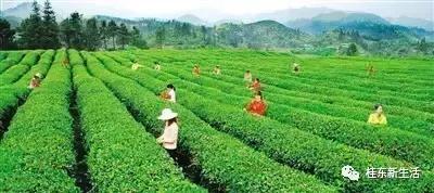 “南方夏都”桂东，平汝高速上的避暑休憩地