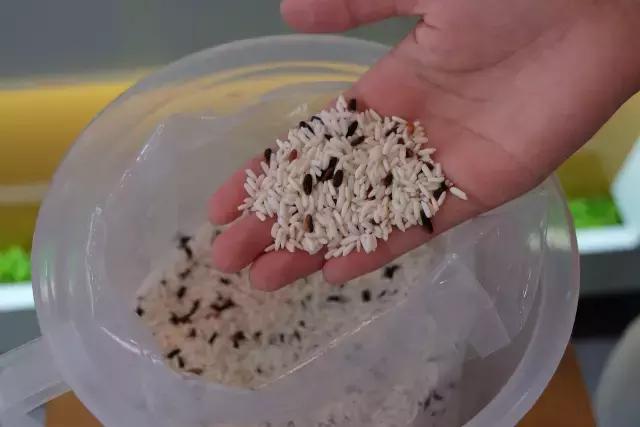 南宁市建政路饭团,一家让人念念不忘的台湾饭团店