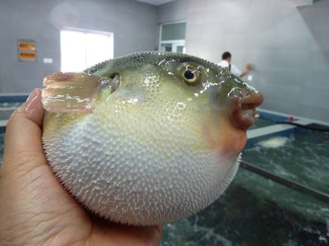 吃河豚怎么样才能不中毒,冒死吃河豚的正确方法