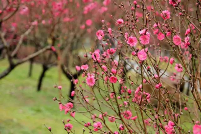 涓夌敓涓変笘鍗侀噷妗冭姳鐧芥祬,涓夌敓涓変笘鍗侀噷妗冭姳灏戣緵