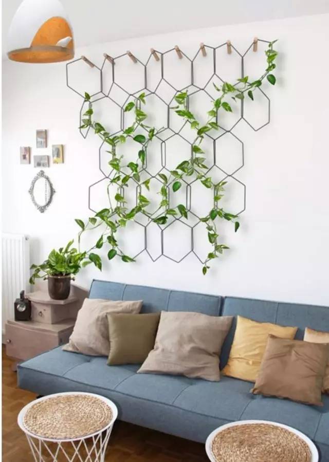 绿萝怎么摆放在墙上,摆在桌子上的绿萝