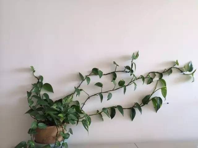 绿萝怎么摆放在墙上,摆在桌子上的绿萝