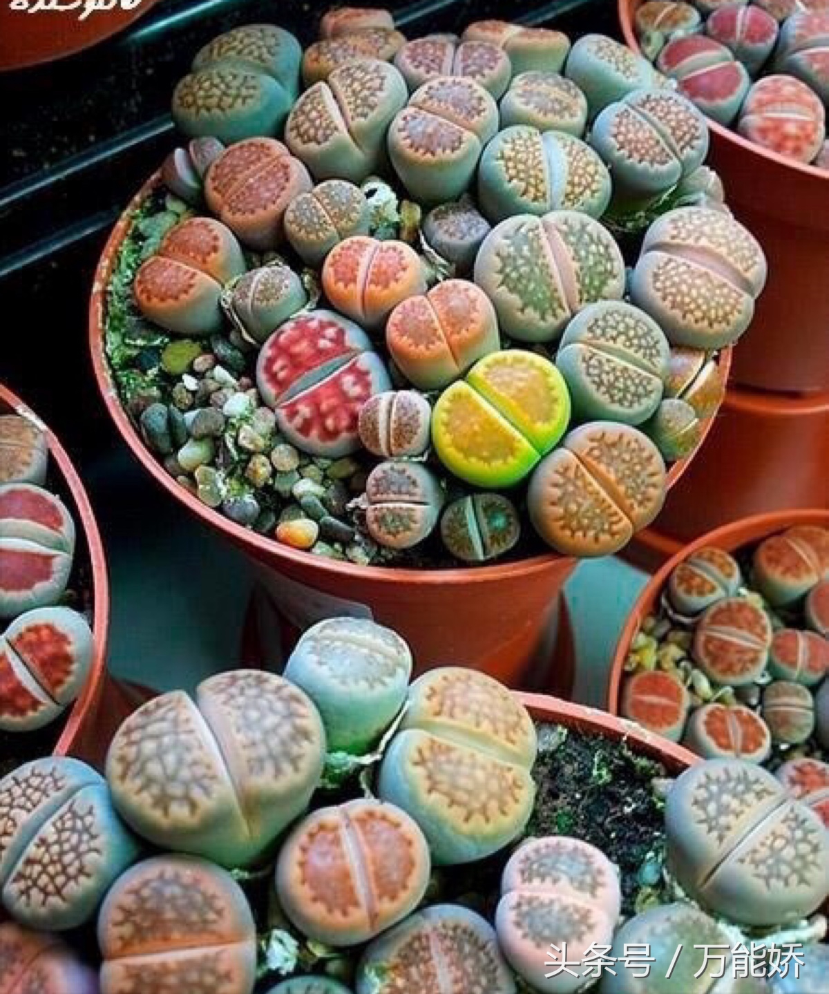 生石花屁屁花怎么养长得快,生石花屁股如何养