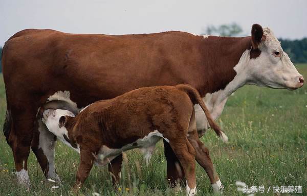 母牛养殖技术及注意事项,母牛产后饲料配方和喂养方法