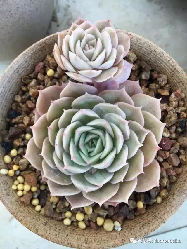 吾家有女初长成全文小说,吾家有女初长成小说精彩阅读