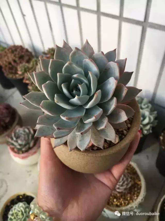 吾家有女初长成全文小说,吾家有女初长成小说精彩阅读