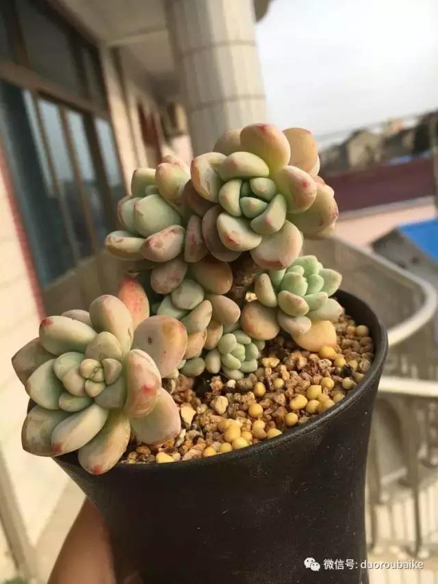 吾家有女初长成全文小说,吾家有女初长成小说精彩阅读