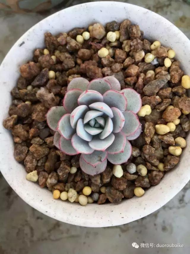 吾家有女初长成全文小说,吾家有女初长成小说精彩阅读