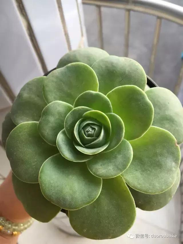 吾家有女初长成全文小说,吾家有女初长成小说精彩阅读