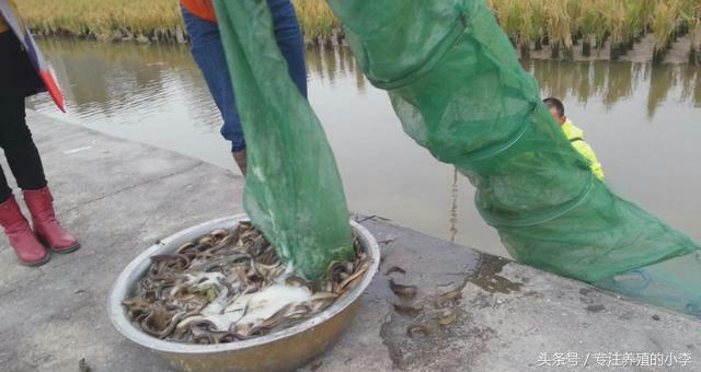 养殖一亩地的泥鳅一年能赚多少钱,人工养泥鳅一亩能赚多少钱利润