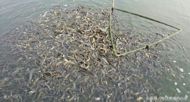 养殖一亩地的泥鳅一年能赚多少钱,人工养泥鳅一亩能赚多少钱利润