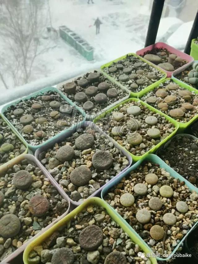 花能解语还多事的读音,一年生石花养护